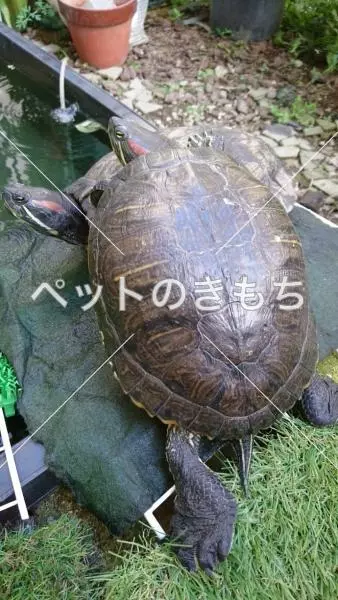 迷子ペットの画像