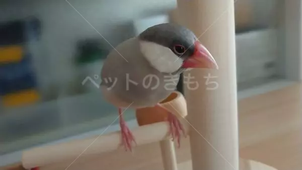 迷子鳥の画像