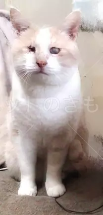 迷子猫の画像