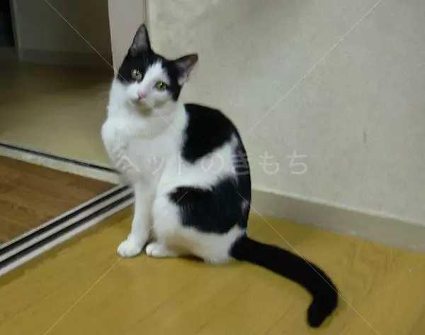 迷子猫の画像