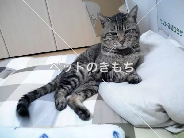 迷子猫の画像