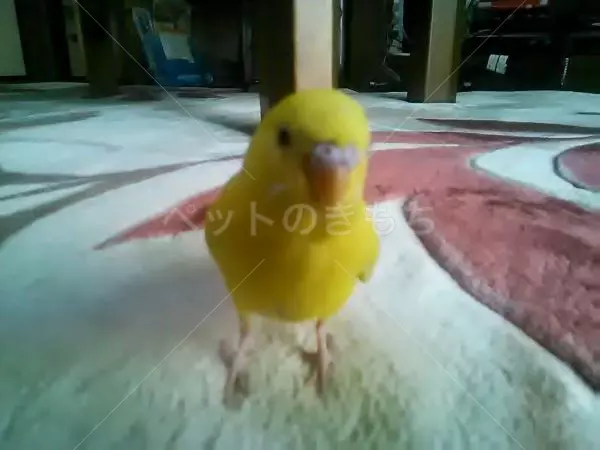 迷子鳥の画像