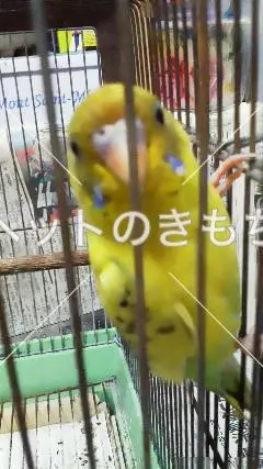 迷子鳥の画像