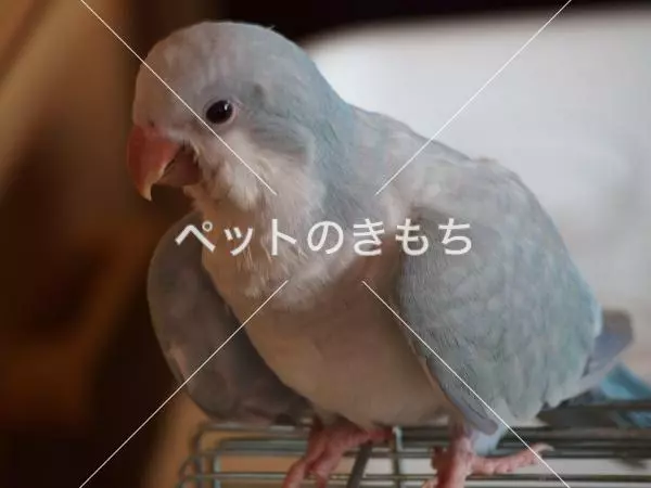 迷子鳥の画像