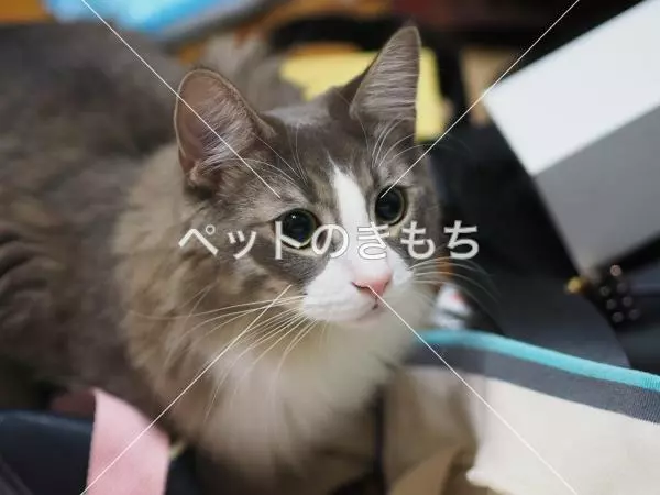 迷子猫の画像