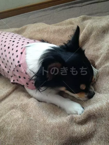 迷子犬の画像
