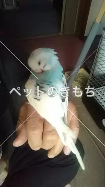 保護鳥の画像