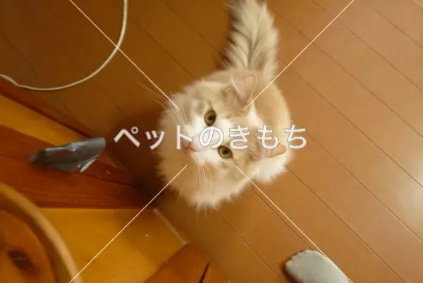 迷子猫の画像