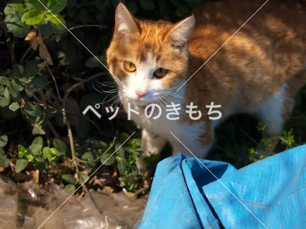 保護猫の画像