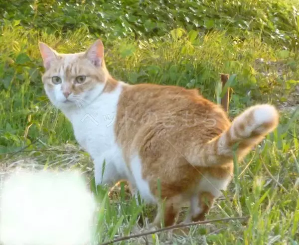 迷子猫の画像