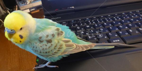 迷子鳥の画像