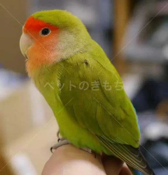 迷子鳥の画像