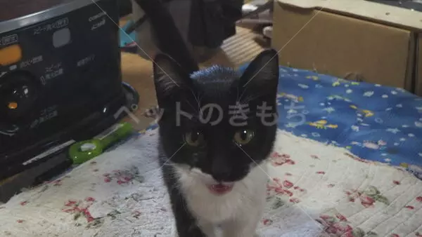 保護猫の画像