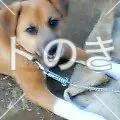 迷子犬の画像