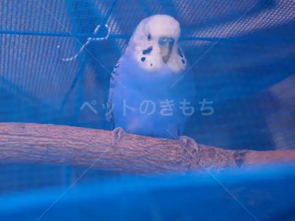 保護鳥の画像