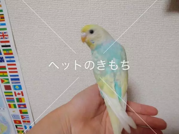 迷子鳥の画像