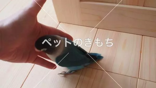 迷子鳥の画像