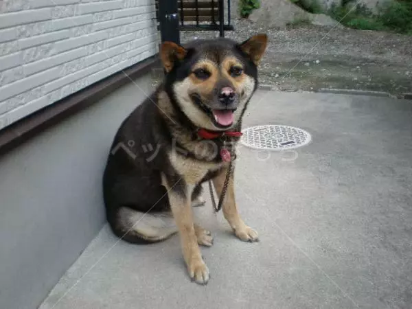 迷子犬の画像