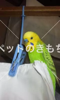 迷子鳥の画像