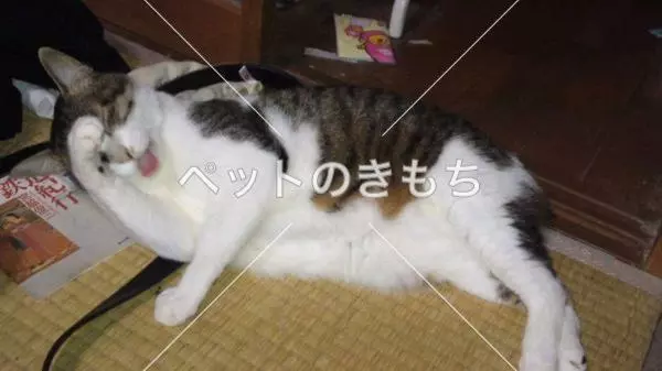 迷子猫の画像