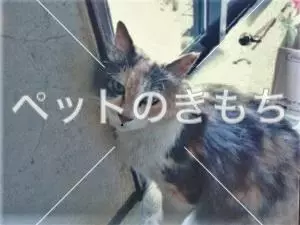 迷子猫の画像