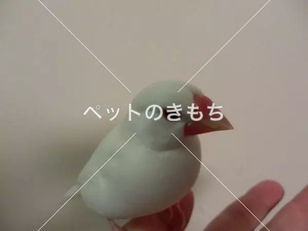 迷子鳥の画像
