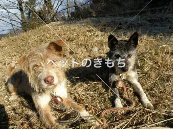 迷子犬の画像