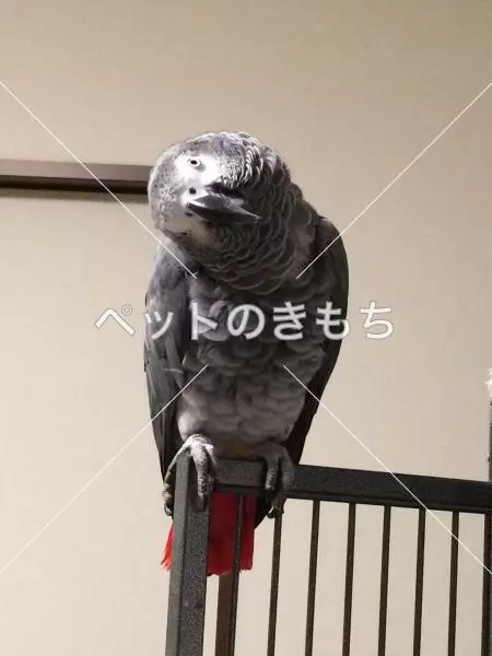 迷子鳥の画像