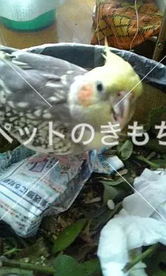 迷子鳥の画像