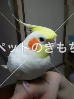 迷子鳥の画像