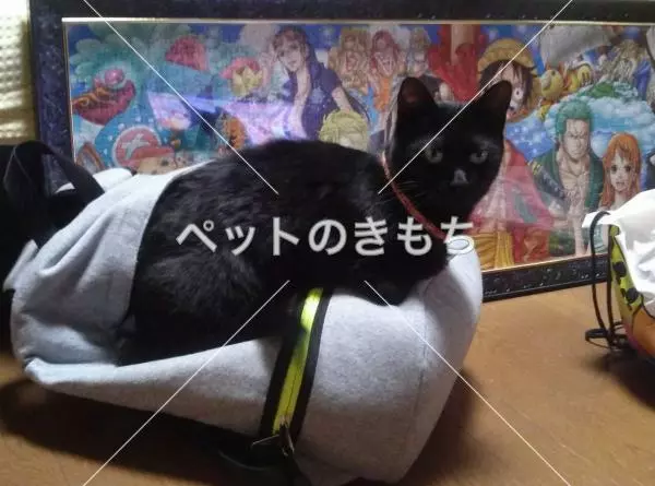 迷子猫の画像