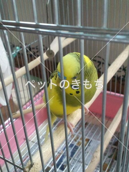 迷子鳥の画像