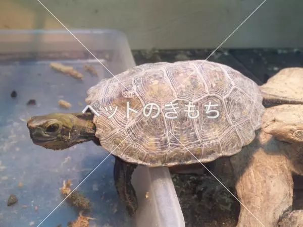 迷子ペットの画像