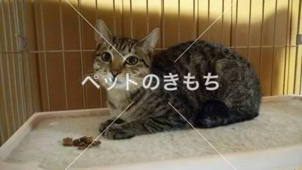 迷子猫の画像