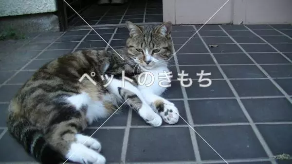 迷子猫の画像