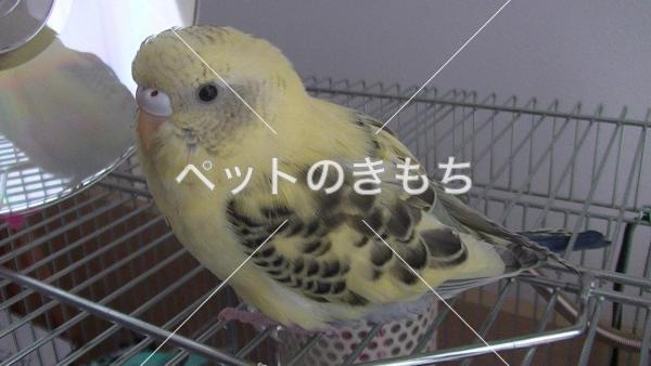 迷子鳥の画像