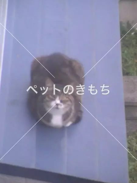 迷子猫の画像