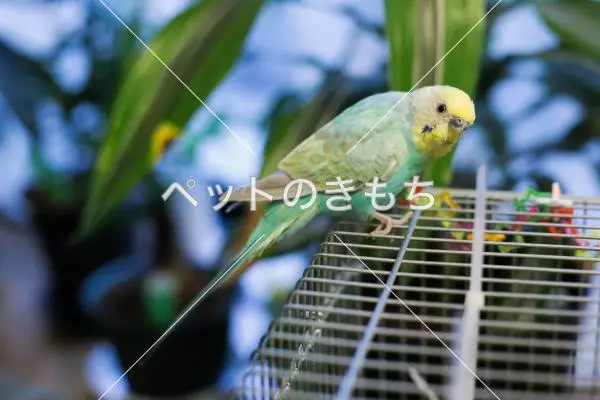 保護鳥の画像