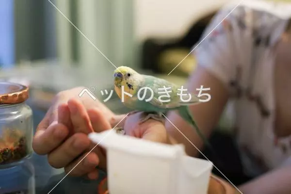 コメント投稿の画像