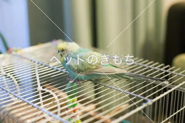 コメント投稿の画像