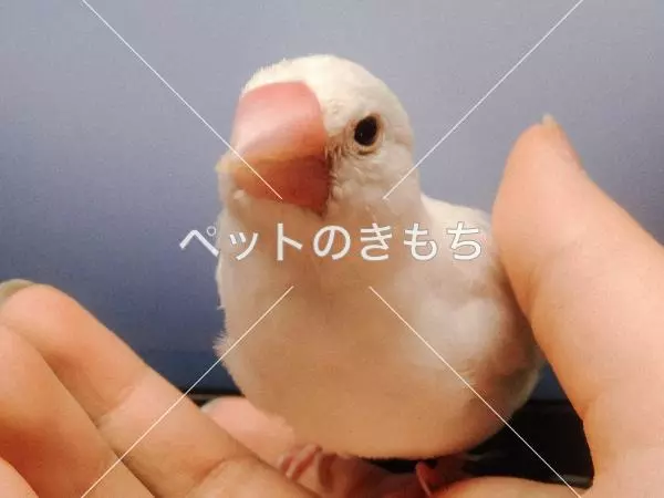 迷子鳥の画像