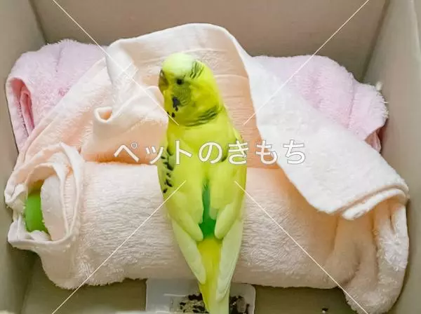 保護鳥の画像