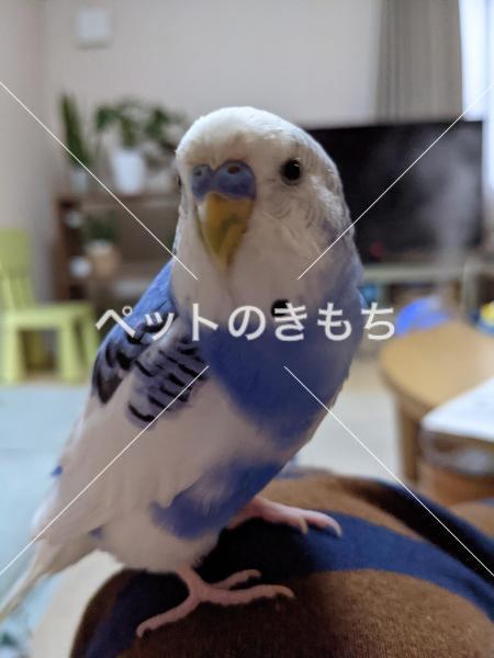 迷子鳥の画像