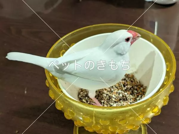 迷子鳥の画像