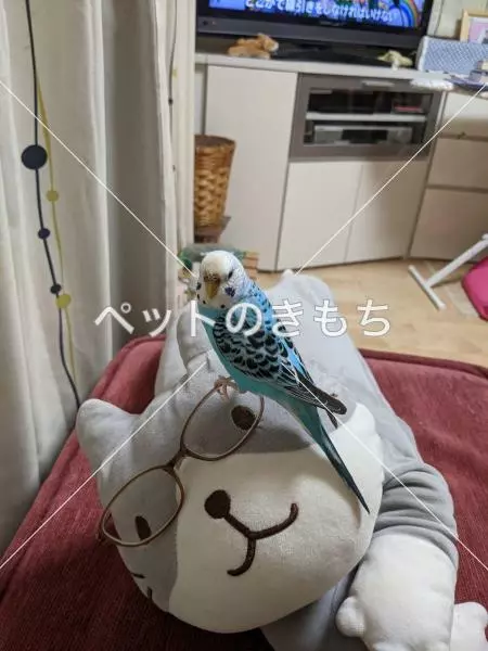 迷子鳥の画像