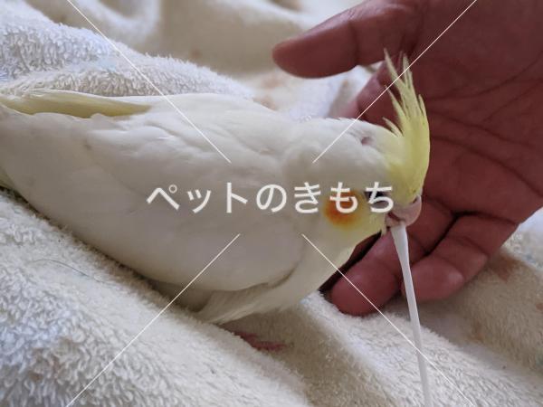 迷子鳥の画像