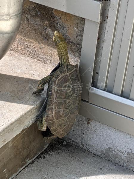 保護動物の写真