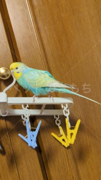 迷子鳥の画像
