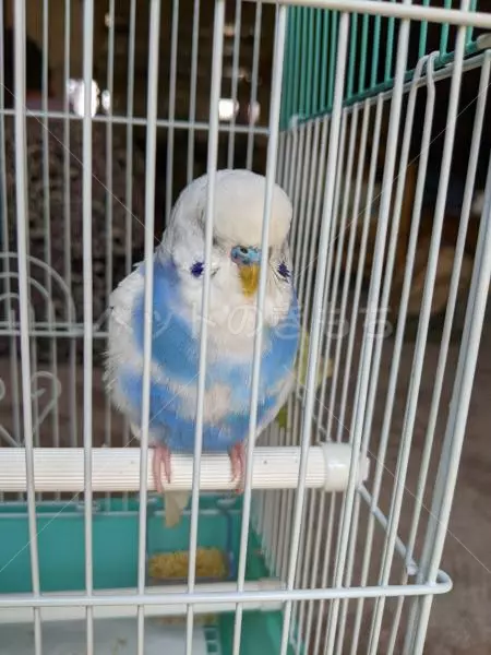 コメントの画像