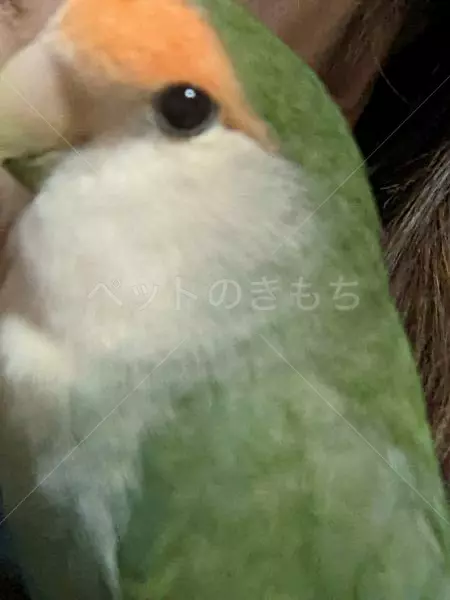迷子鳥の画像